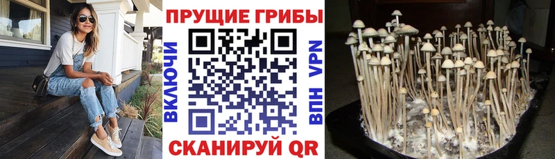 купить наркотики цена  Бобров  Галлюциногенные грибы MAGIC MUSHROOMS 